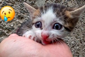 Animal Rescues That Will Break Your Heart