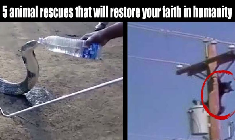 Animal Rescues That Will Restore Your Faith In Humanity|Iram tv|
