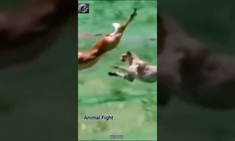 Animal fighting status, animal fighting in forest, wild animal fights, #animals #shorts