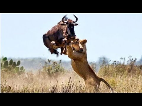 Animal fights Caught on camera