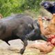 Animal fights wild animals fight | Lion vs buffalo, Lion vs giraffe