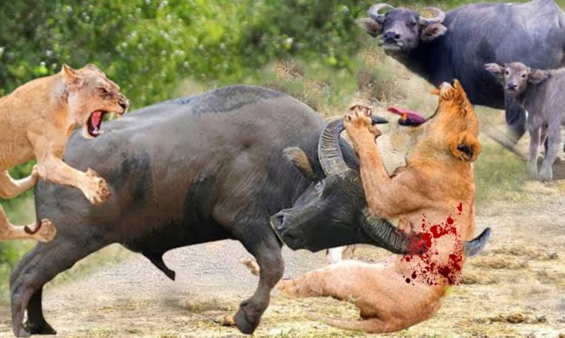 Animal fights wild animals fight | Lion vs buffalo, Lion vs giraffe