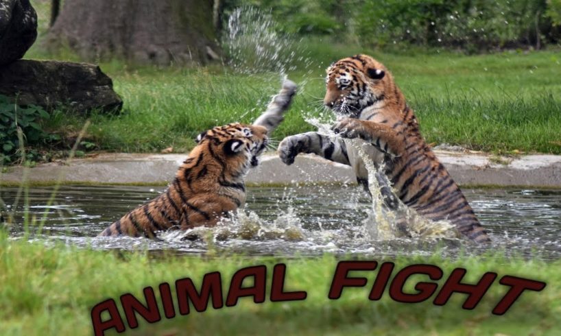 Animal fights || পশুর লড়াই || जानवरों की लड़ाई