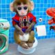 Animals Home monkey Bi Bon goes to toilet
