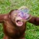 Animals Playing With Bubbles