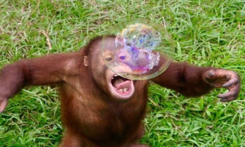 Animals Playing With Bubbles