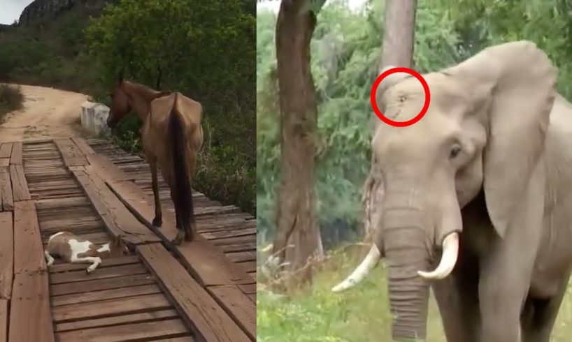 Animals That Asked People for Help