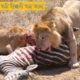 Animals fights | Serengeti: Pride of lions hunting and killing zebras 4 K/UHD Top 5 animals hunting