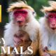 BABY ANIMALS 8K ULTRA HD - Cute Baby Animals Around the World