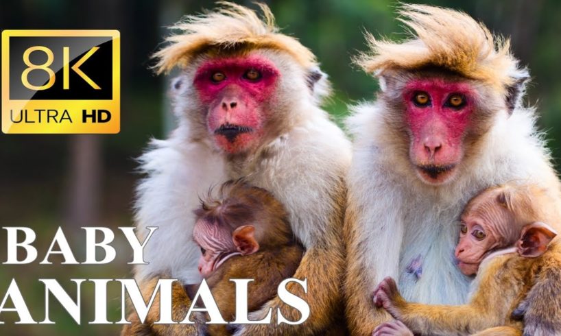 BABY ANIMALS 8K ULTRA HD - Cute Baby Animals Around the World
