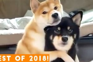 BEST ANIMALS OF 2018 Pt. 1  | Funny Pet Videos