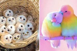 Baby Animals 🔴 Funny Parrots and Cute Birds Compilation (2021) Loros Adorables Recopilación #53