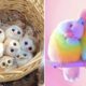 Baby Animals 🔴 Funny Parrots and Cute Birds Compilation (2021) Loros Adorables Recopilación #53