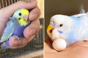 Baby Animals 🔴 Funny Parrots and Cute Birds Compilation (2022) Loros Adorables Recopilación #14