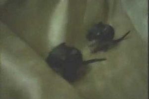 Baby Degus Playing 2 Days Old Newborn Pups Cute Animals