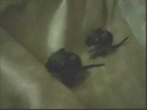 Baby Degus Playing 2 Days Old Newborn Pups Cute Animals