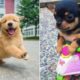 Baby Dogs 🔴 Cute and Funny Dog Videos Compilation #19 | 30 Minutes of Funny Puppy Videos 2022