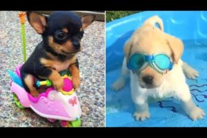 Baby Dogs 🔴 Cute and Funny Dog Videos Compilation #3 | Funny Puppy Videos 2021
