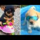 Baby Dogs 🔴 Cute and Funny Dog Videos Compilation #3 | Funny Puppy Videos 2021
