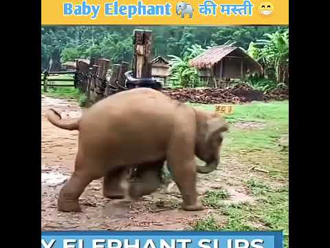 Baby Elephant 🐘 की जोरदार मस्ती 😁😁#shorts #short video