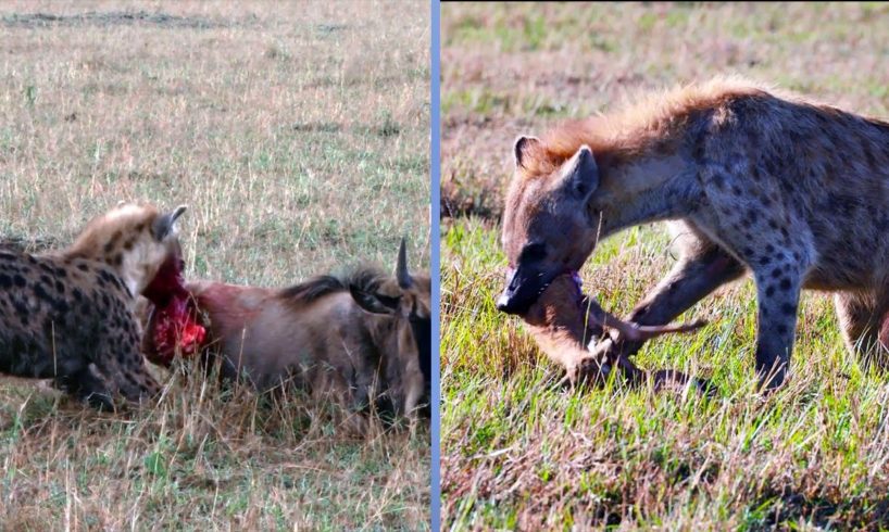Baby Gazelle Eaten By Brutal Hyena - Hyenas Hunting Eating Animal Alive - Animals [cute canon]