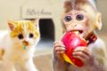 Baby Monkey BiBo eating Fruits and playing with Cheese Kitten | Animals Home Story