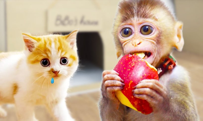 Baby Monkey BiBo eating Fruits and playing with Cheese Kitten | Animals Home Story