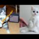 Baby cats - cute and funny cat videos compilation 2022 #Funny Dog Video #funnycutsvideo -paws House