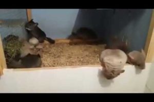 Baby chinchilla cute video. Сute animals compilation. Baby chinchilla pet.