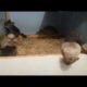 Baby chinchilla cute video. Сute animals compilation. Baby chinchilla pet.