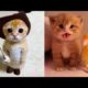 Baby cute - cat and funny videos compilation #2022 -paws house