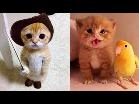 Baby cute - cat and funny videos compilation #2022 -paws house
