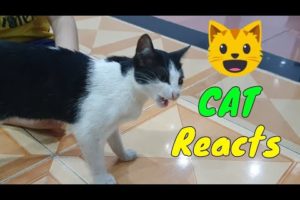 Baby cute- 🐶#cats #and #funny #cat ❤️ #videos #compilation 2022 -paws house