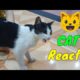Baby cute- 🐶#cats #and #funny #cat ❤️ #videos #compilation 2022 -paws house