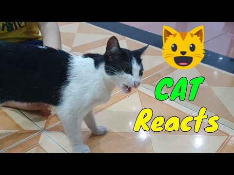 Baby cute- 🐶#cats #and #funny #cat ❤️ #videos #compilation 2022 -paws house