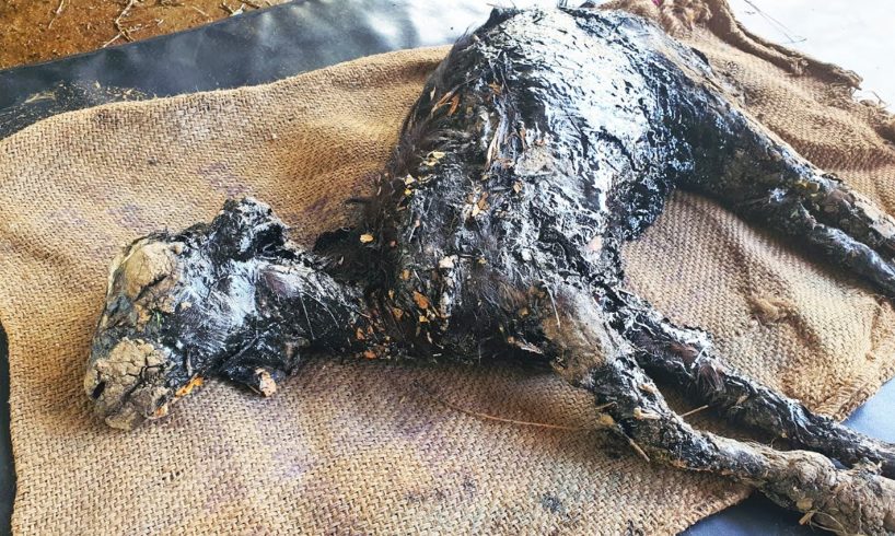 Baby goat turned to stone in hardened tar—watch what it took to save her.