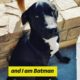 Batman and Noel are in Germany and looking for forever homes! - Takis Shelter