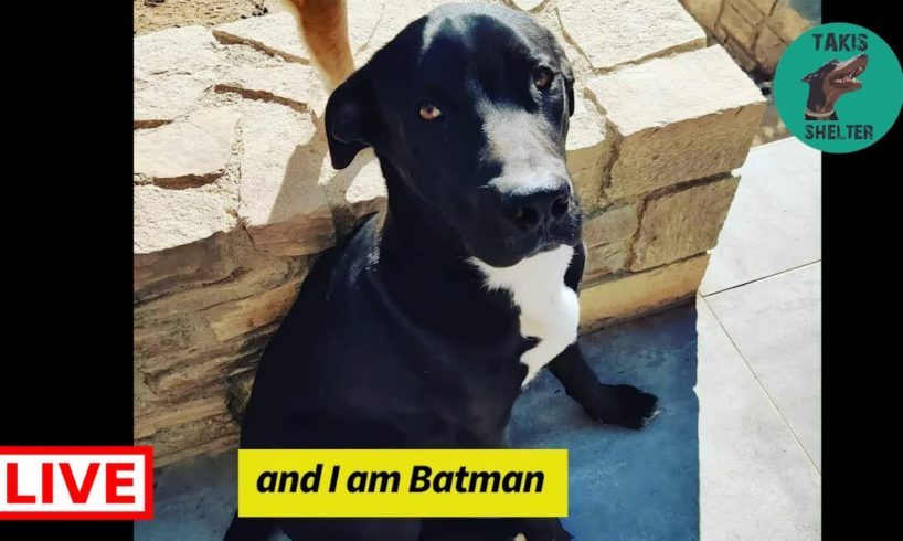 Batman and Noel are in Germany and looking for forever homes! - Takis Shelter