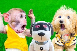 Benben monkey plays transformation magic with puppy Bibi | Animal DC