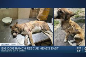 Big Dog Ranch Rescue to save hundreds of dogs in Ukraine