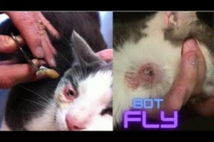 Bot Fly Larva Removal From cats eye and neck ||Animal Rescues