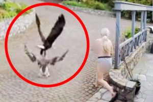 Breast-Feeding Mom Saves Pet Goose From Bald Eagle Attack