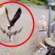 Breast-Feeding Mom Saves Pet Goose From Bald Eagle Attack