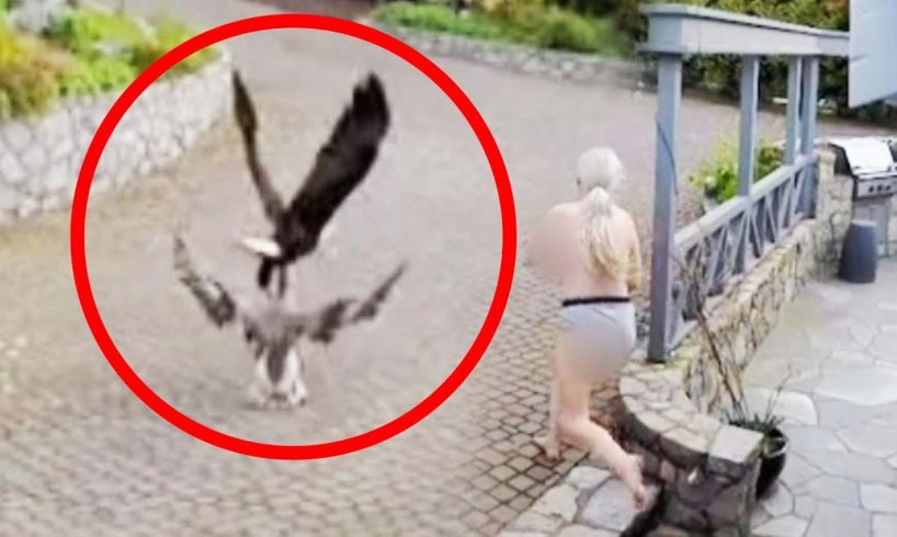 Breast-Feeding Mom Saves Pet Goose From Bald Eagle Attack