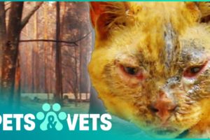 Burned Cat Reunited With Owner After Surviving A Wildfire | Animal Rescue | Pets & Vets