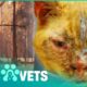 Burned Cat Reunited With Owner After Surviving A Wildfire | Animal Rescue | Pets & Vets