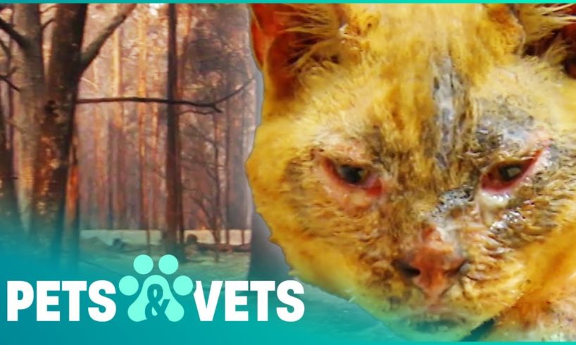 Burned Cat Reunited With Owner After Surviving A Wildfire | Animal Rescue | Pets & Vets