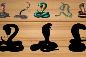 CUTE ANIMALS Snake, Golden Python, Dragon, Cobra 귀여운 동물 뱀, 황금비단뱀, 용, 코브라