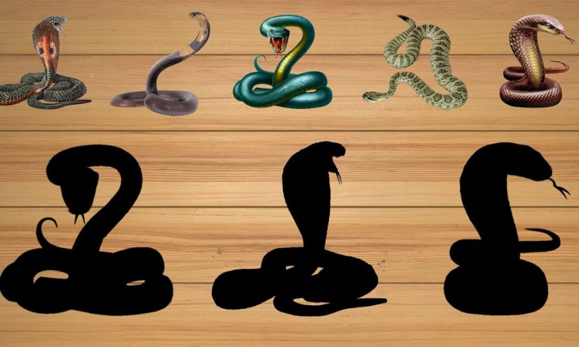 CUTE ANIMALS Snake, Golden Python, Dragon, Cobra 귀여운 동물 뱀, 황금비단뱀, 용, 코브라