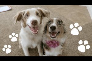 CUTEST PUPPIES ON YOUTUBE!